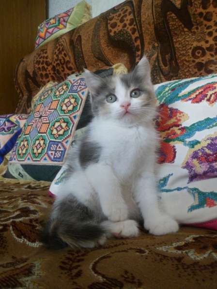 Котята Мальчик белый. Девочка трехцветка в Тюмени