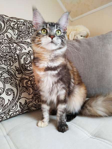 Котята мейн-кун в фото 9