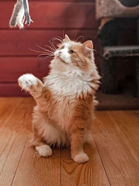 Ласковое солнышко Персик, умнейший домашний котик в дар в Москве фото 5