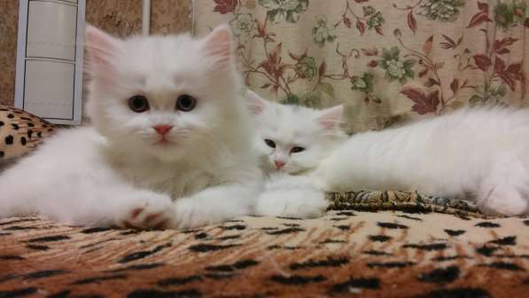 Продам белоснежных пушистых красавиц в Санкт-Петербурге фото 3