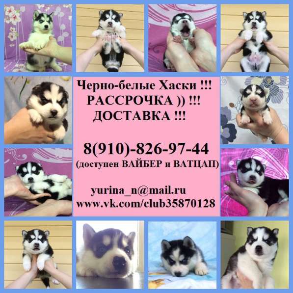 Щеночки хаски черно-белые голубоглазые и разноглазые