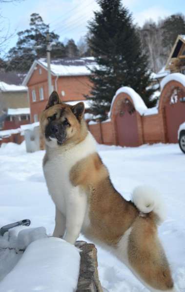 Акита в Ростове-на-Дону фото 13