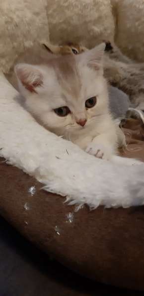 Милые шотландские/британский котята в фото 8