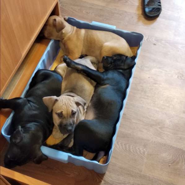 Ка де бо в Санкт-Петербурге фото 5