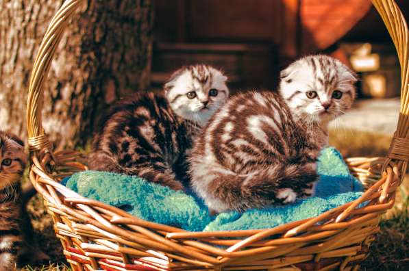 Роскошные котята scottish fold с родословной