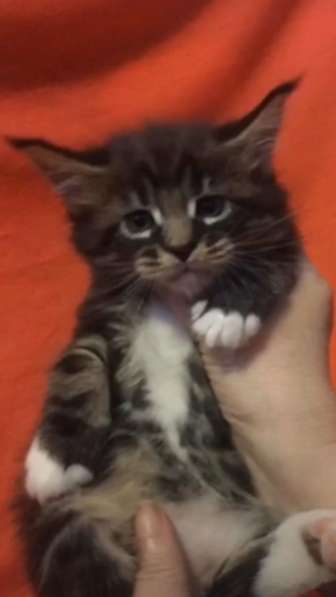 Мейнкун котята с документами