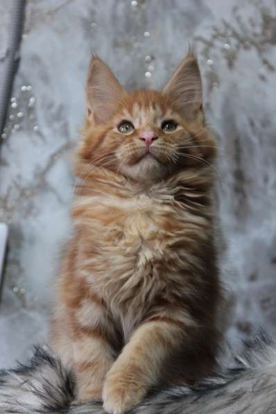 Мейн Кун девочка в Нижнем Новгороде