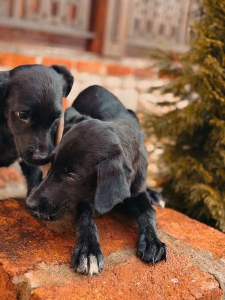 Два чудесных щеночка (девочки) ищут дом!