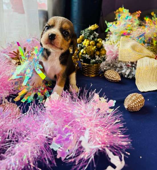 Бигль в Уссурийске фото 8