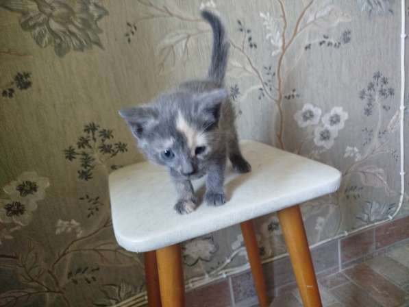 Котенок в добрые руки в Подольске