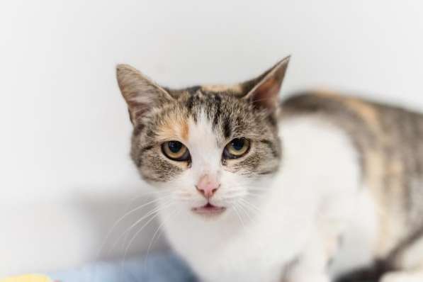 Изящная кошечка Афина ищет семью