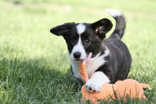 Щенок вельш корги кардиган в Москве фото 9