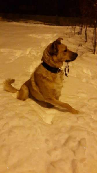 Отдам даром Ищем дом для Ладушки в Санкт-Петербурге фото 3