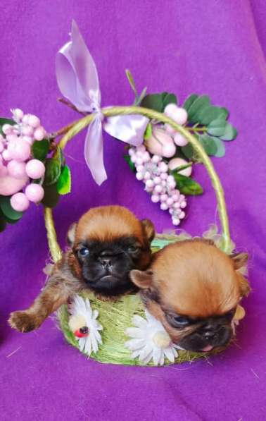 Щенки пти-брабансона рыжие в Москве