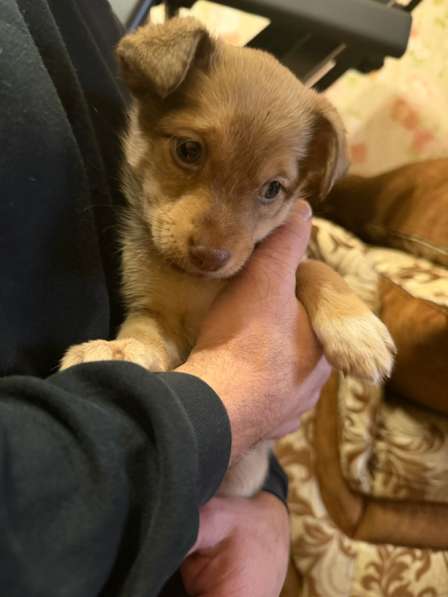 Отдаю в добрые руки, девочка мама тойтерьер