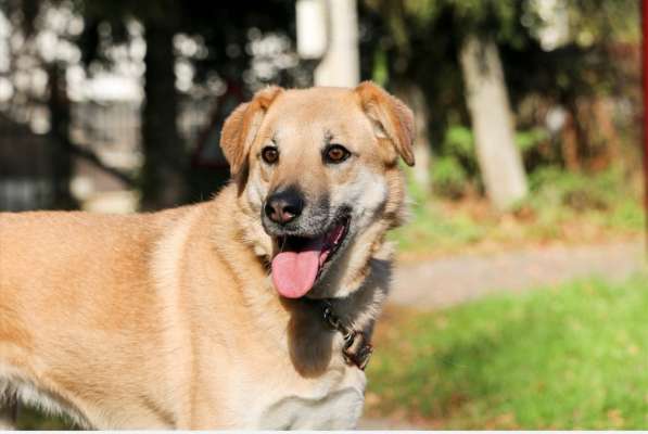 Чудесная Барабулька ищет дом и любящую семью!