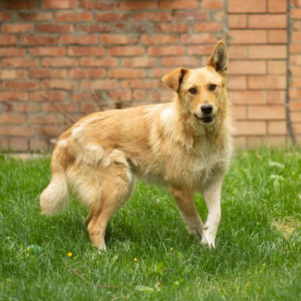 Милая игривая собака-золотинка