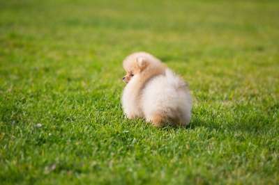 Щенков померанского шпица в Краснодаре фото 7