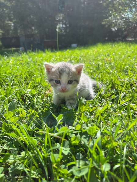 Котята в Москве фото 4