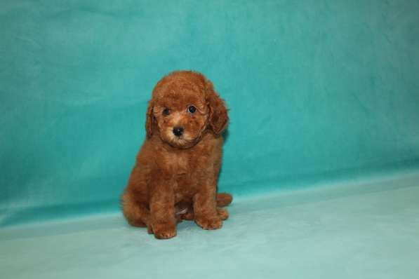 Той-пудель, девочка в Москве фото 3