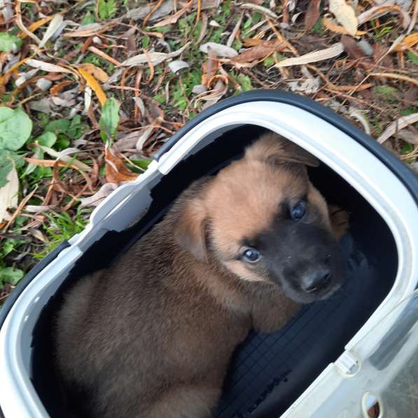 Отдам щенят в Иркутске фото 5