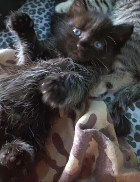 Котята два мальчика и девочка в Орске фото 4