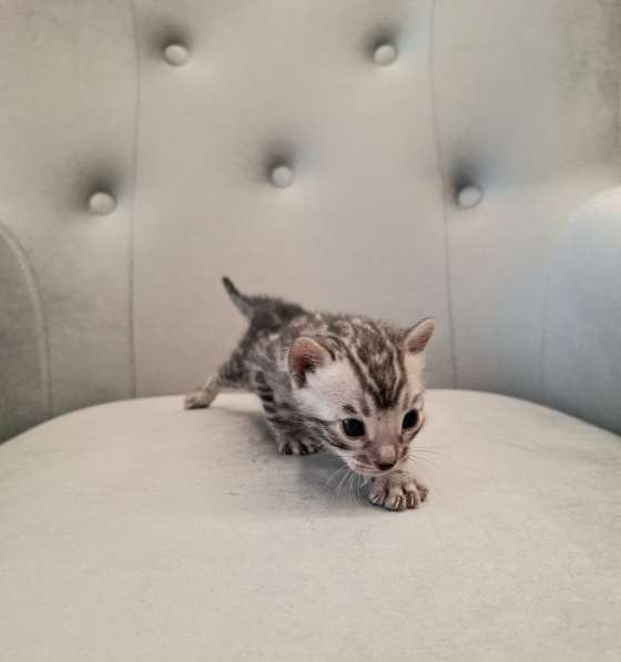 Бенгальские котята в Санкт-Петербурге фото 5