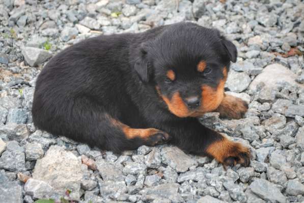 Щенки ротвейлера