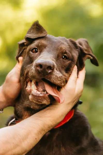 Метис лабрадора Валико ищет дом в Москве фото 4