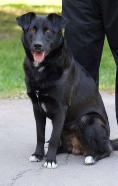 Отдам даром Роскошный пес Барт в Санкт-Петербурге фото 6