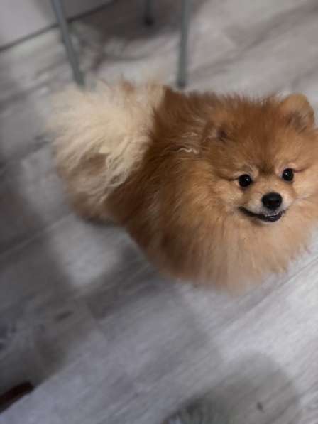 Шпиц померанец в Муроме фото 5