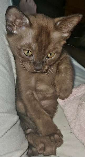 Европейская бурма в фото 4