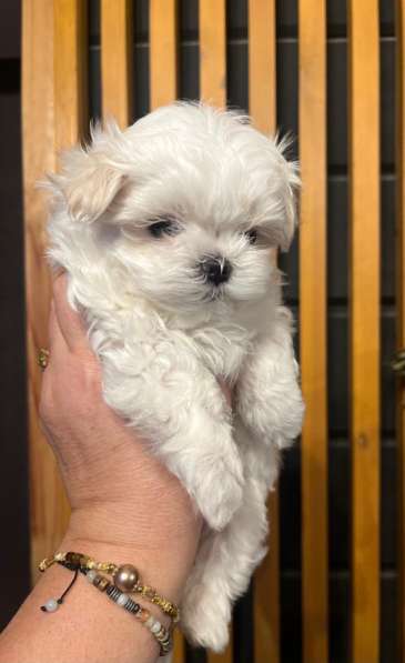 Щенки мальтезе в Горно-Алтайске фото 5