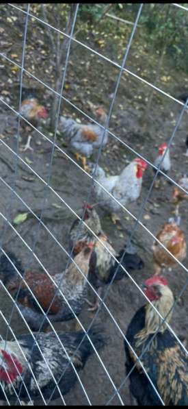 Домашняя птица в Сочи фото 4