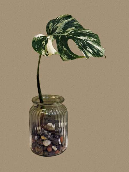 Монстера Альба в Москве фото 6