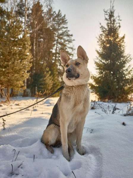 Веста ищет дом! в Москве фото 8
