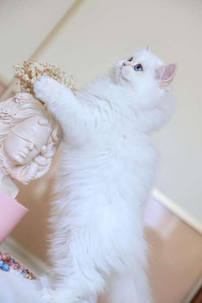 Британский котенок. Длинношерстный поинт