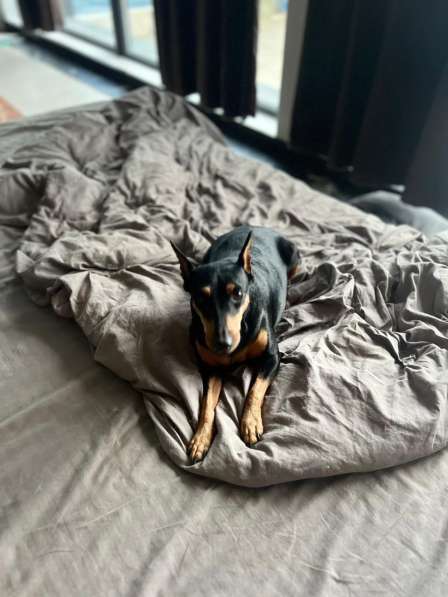 Цвергпинчер в добрые руки в Москве фото 3