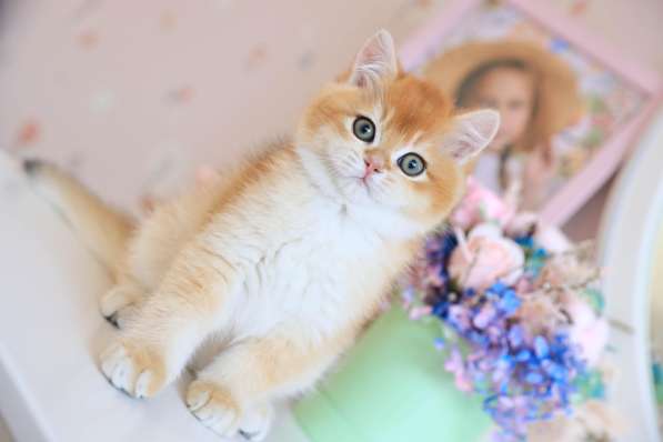 Котенок. Золотая шиншилла в Владивостоке фото 7