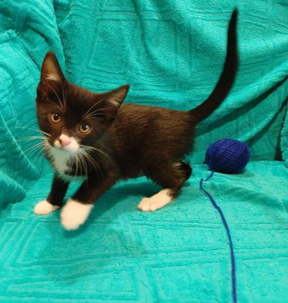 Маленькие красивые котята ищут дом в Санкт-Петербурге