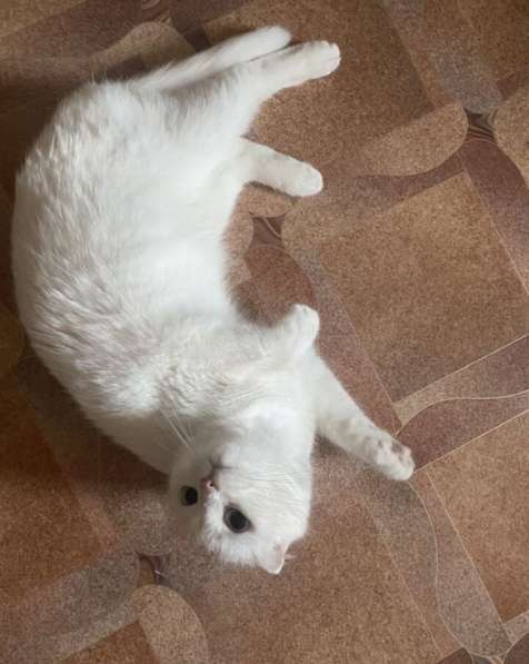 Отдадим в добрые руки