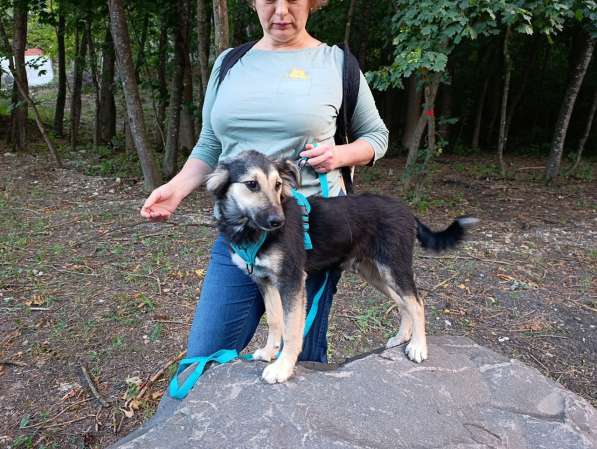 Хорошенький щенок с пушистыми ушками в Санкт-Петербурге фото 3