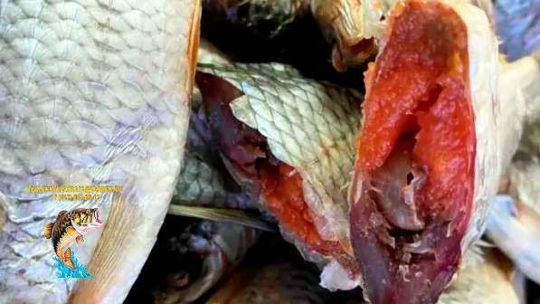 Рыба вяленая и сушена Сорожка по цене 350 руб./кг в Москве фото 5