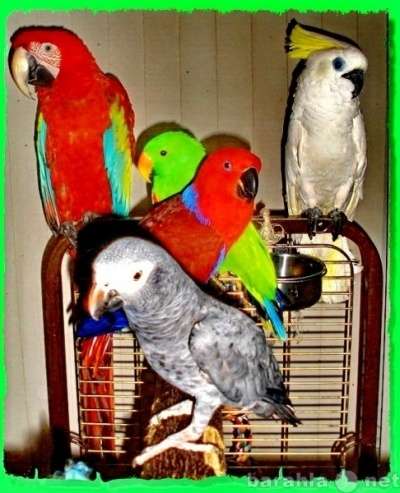 Попугаи Жако, Ара, Какаду, Амазоны и др.