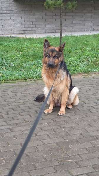 Щенки от мамы-овчарки в дар в Москве фото 8