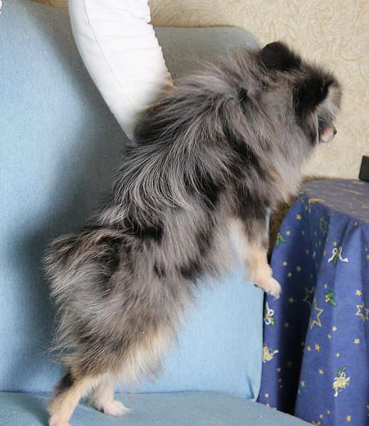 Мальчик медвежонок шпиц в Москве