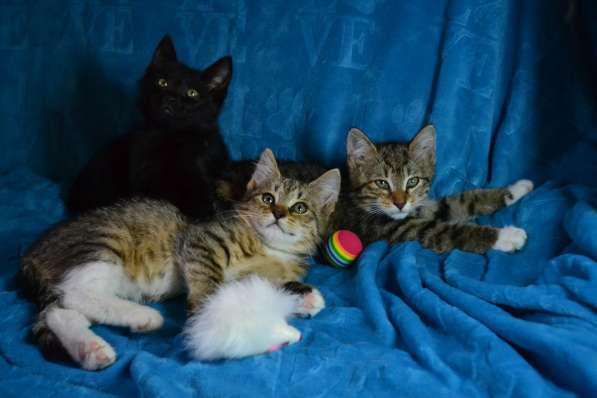 Маленькая охотница на игрушки в Санкт-Петербурге фото 20