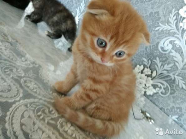 Котята вислоухие и прямоухие в Костроме фото 5