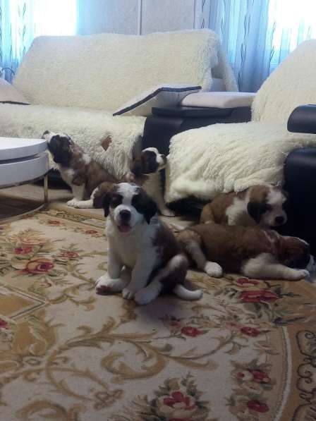 Щенки сенбернара в фото 86