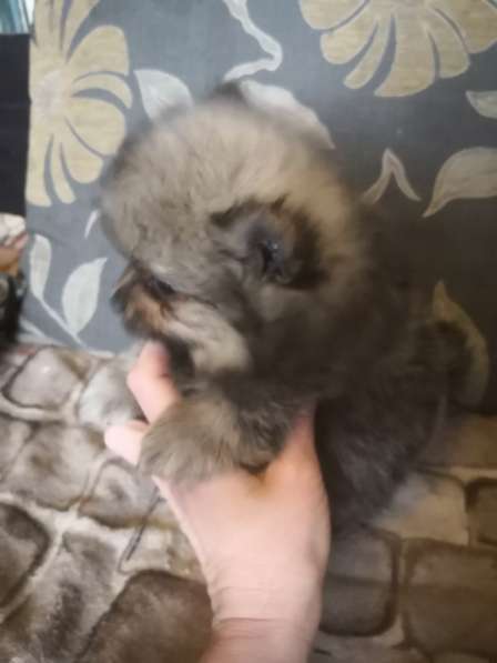 Мини-мишка девочка померанского шпица. Крошечная в фото 16